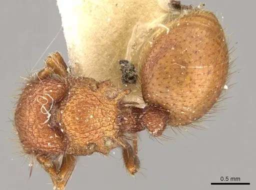 Meranoplus minor specimen CASENT0914057 image casent0914057_1