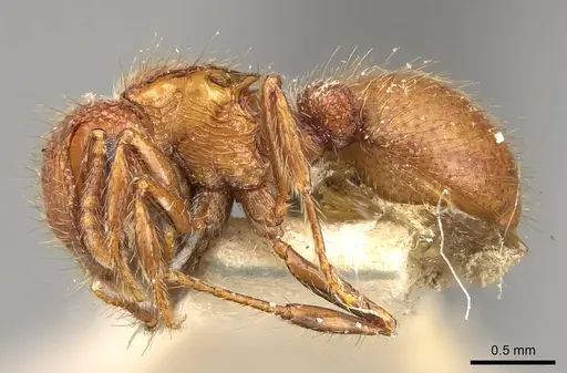 Meranoplus minor specimen CASENT0914057 image casent0914057_3