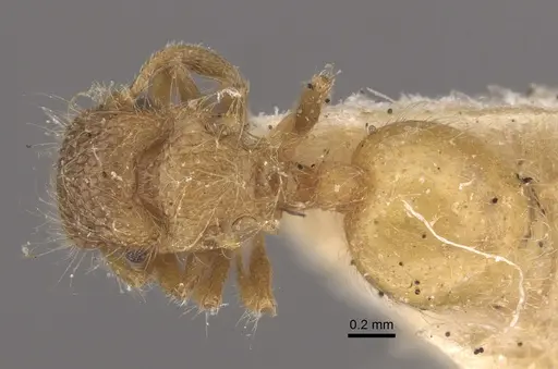Meranoplus minor specimen CASENT0917822 image casent0917822_1