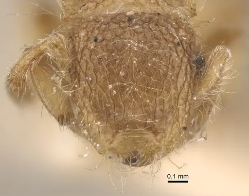 Meranoplus minor specimen CASENT0917822 image casent0917822_2
