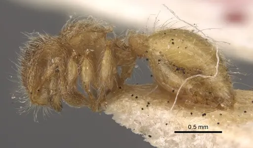 Meranoplus minor specimen CASENT0917822 image casent0917822_4