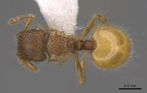 Meranoplus minor specimen CASENT0922921 image casent0922921_1