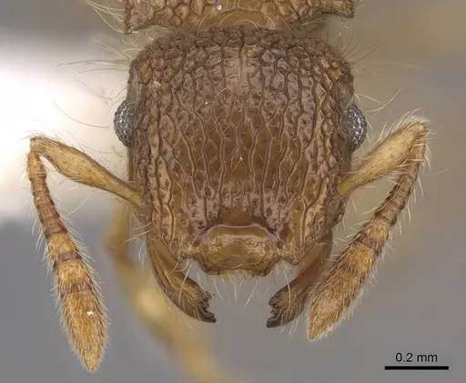 Meranoplus minor specimen CASENT0922921 image casent0922921_2