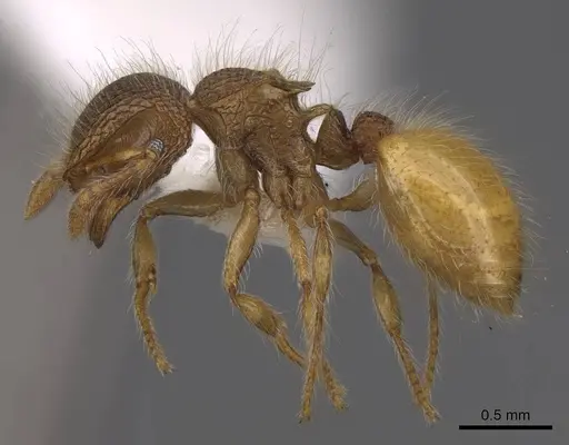 Meranoplus minor specimen CASENT0922921 image casent0922921_3