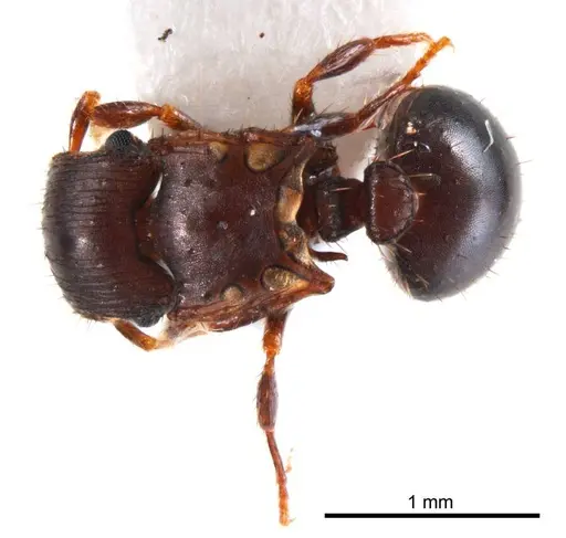 Meranoplus mjobergi specimen ANTWEB1008669 image antweb1008669_1