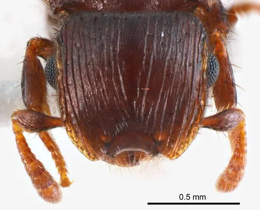 Meranoplus mjobergi specimen ANTWEB1008669 image antweb1008669_2