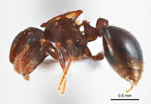 Meranoplus mjobergi specimen ANTWEB1008669 image antweb1008669_4