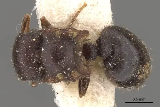 Meranoplus mjobergi specimen CASENT0908945 image casent0908945_1