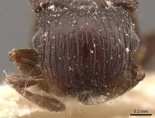 Meranoplus mjobergi specimen CASENT0908945 image casent0908945_2