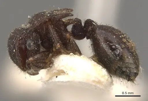 Meranoplus mjobergi specimen CASENT0908945 image casent0908945_3