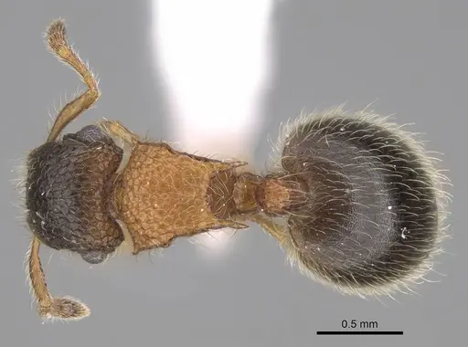 Meranoplus mosalahi specimen CASENT0922861 image casent0922861_1
