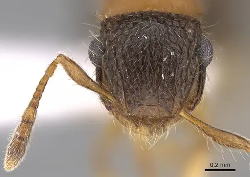 Meranoplus mosalahi specimen CASENT0922861 image casent0922861_2