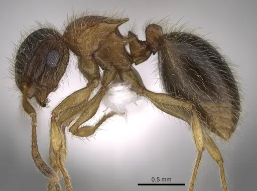 Meranoplus mosalahi specimen CASENT0922861 image casent0922861_3