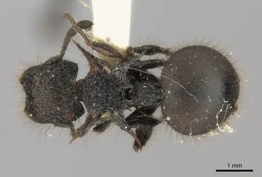 Meranoplus mucronatus specimen CASENT0217857 image casent0217857_1
