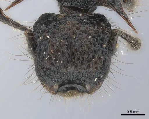 Meranoplus mucronatus specimen CASENT0217857 image casent0217857_2