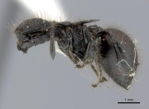 Meranoplus mucronatus specimen CASENT0217857 image casent0217857_3