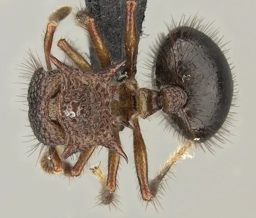 Meranoplus mucronatus specimen CASENT0270182 image casent0270182_1