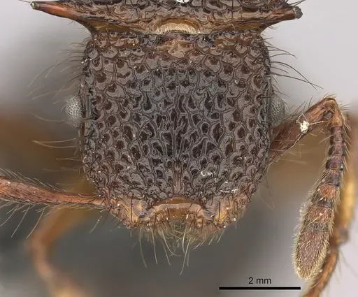 Meranoplus mucronatus specimen CASENT0270182 image casent0270182_2
