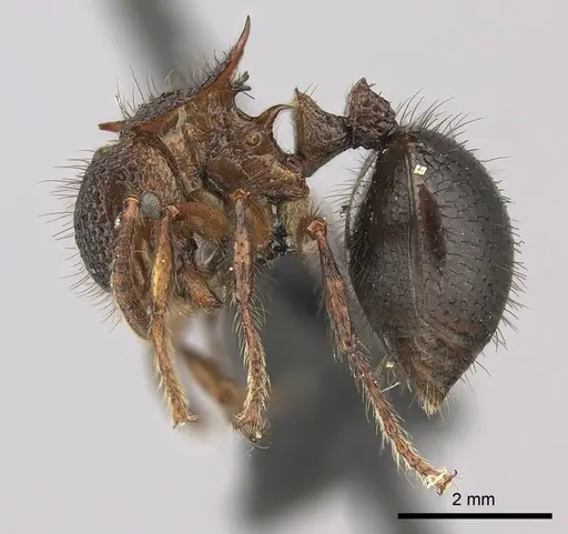 Meranoplus mucronatus specimen CASENT0270182 image casent0270182_3
