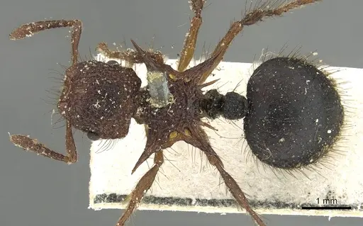 Meranoplus mucronatus specimen CASENT0902028 image casent0902028_1