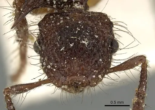 Meranoplus mucronatus specimen CASENT0902028 image casent0902028_2