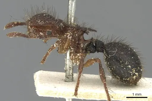 Meranoplus mucronatus specimen CASENT0902028 image casent0902028_3