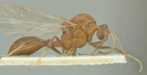 Meranoplus mucronatus specimen FOCOL1932 image focol1932_4