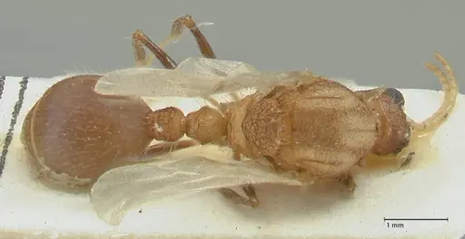Meranoplus mucronatus specimen FOCOL1933 image focol1933_1