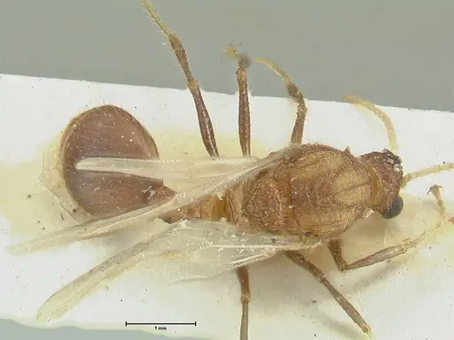 Meranoplus mucronatus specimen FOCOL1934 image focol1934_1