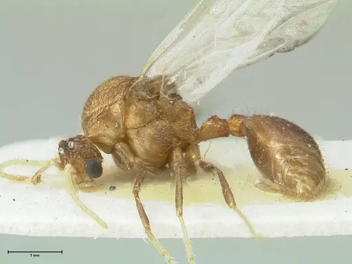 Meranoplus mucronatus specimen FOCOL1934 image focol1934_3