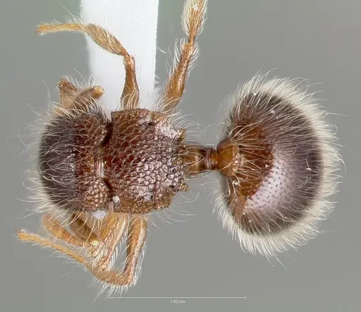 Meranoplus nanus specimen CASENT0003134 image casent0003134_1