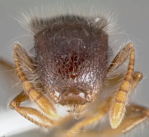 Meranoplus nanus specimen CASENT0003134 image casent0003134_2