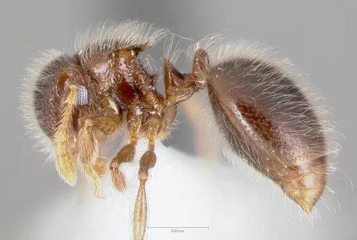 Meranoplus nanus specimen CASENT0003134 image casent0003134_3