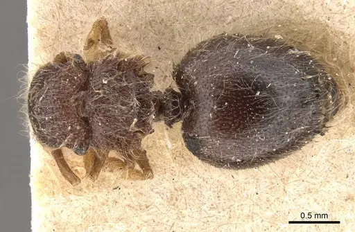 Meranoplus nanus specimen CASENT0908928 image casent0908928_1