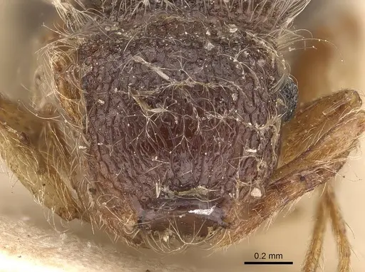 Meranoplus nanus specimen CASENT0908928 image casent0908928_2