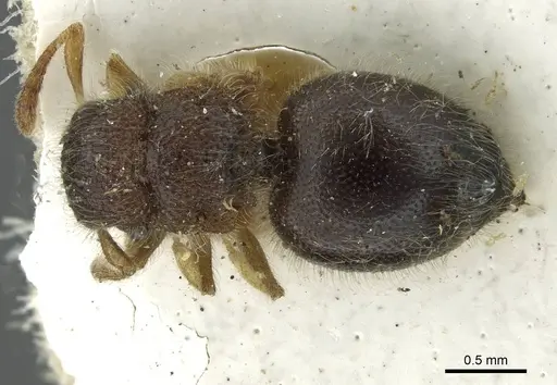 Meranoplus nanus specimen CASENT0913652 image casent0913652_1