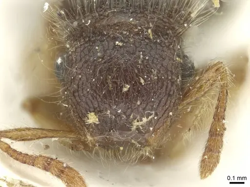 Meranoplus nanus specimen CASENT0913652 image casent0913652_2