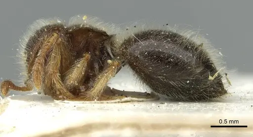 Meranoplus nanus specimen CASENT0913652 image casent0913652_3