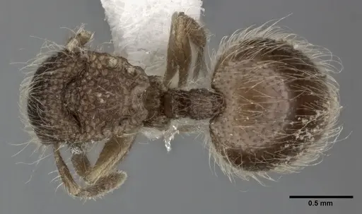 Meranoplus nepalensis specimen CASENT0246061 image casent0246061_1