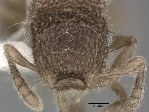 Meranoplus nepalensis specimen CASENT0246061 image casent0246061_2