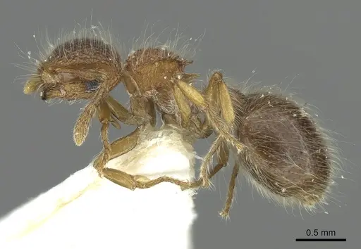 Meranoplus nepalensis specimen CASENT0902026 image casent0902026_3