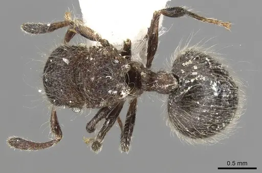 Meranoplus nepalensis specimen CASENT0915543 image casent0915543_1
