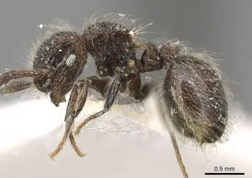 Meranoplus nepalensis specimen CASENT0915543 image casent0915543_3