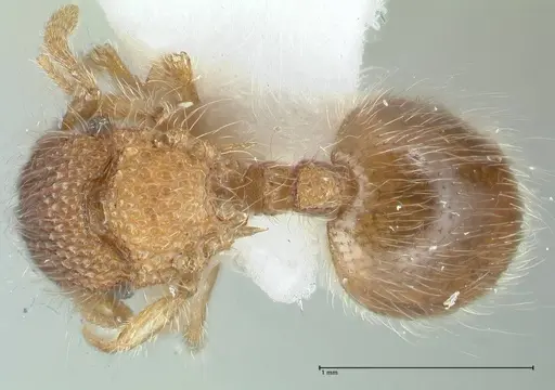 Meranoplus nepalensis specimen FOCOL1830-1 image focol1830-1_1