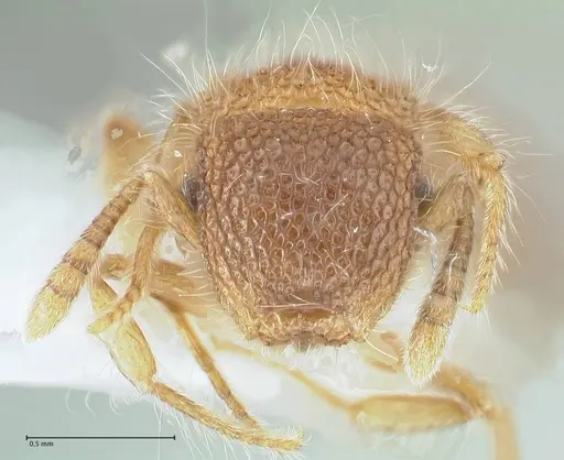 Meranoplus nepalensis specimen FOCOL1830-1 image focol1830-1_2