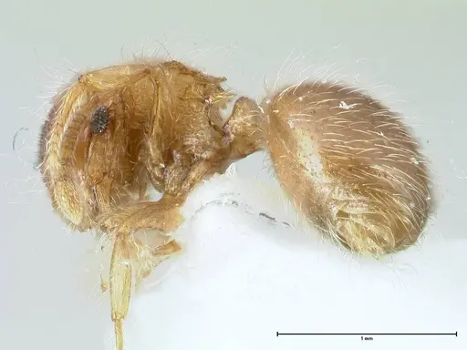 Meranoplus nepalensis specimen FOCOL1830-1 image focol1830-1_3