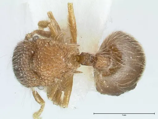Meranoplus nepalensis specimen FOCOL1830-2 image focol1830-2_1