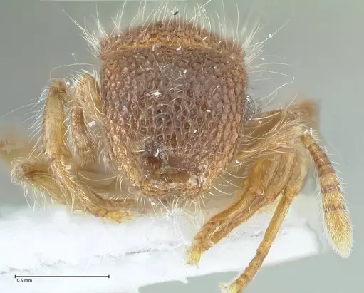 Meranoplus nepalensis specimen FOCOL1830-2 image focol1830-2_2