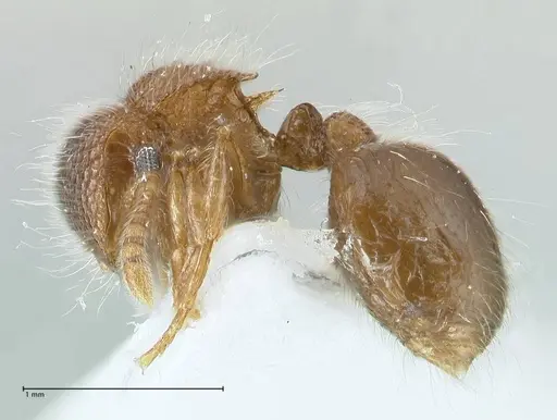 Meranoplus nepalensis specimen FOCOL1830-2 image focol1830-2_3