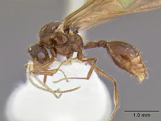 Meranoplus niger specimen CASENT0171192 image casent0171192_1